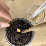 Nach einem 24 h Wasserbad kommen die Samen in ein Pflanztöpfchen