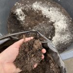 Pflanzerde aus dem Blumensack