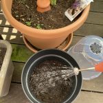 Die Aussaat leicht andrücken und wässern