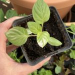 Nicht aufgepasst und zack gibt es einen Sonnenbrand