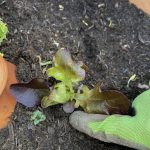 Den Erdballen nicht tiefer setzen.