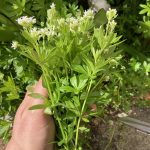 Waldmeister frisch gepflückt