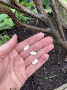 Aussaat der Zucchini Samen direkt ins Beet.