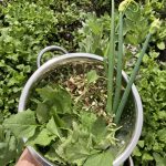 Ernte von Rucola Blüten und Erdbeerspinat
