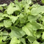 Die gezackten Blätter des Erdbeerspinats