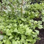 In Gemüsebeet wuchert der junge Erdbeerspinat alles zu