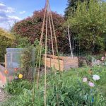 Hügelbeet mit Duftwicke und Mohn im Mai.