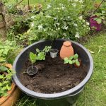 Start in die Saison: Reife Pflanzerde, Olla und Setzlinge für den Kübel