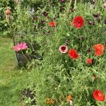 Blüte im Rasenbeet Juni 2022.