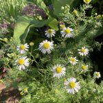Endlich wächst Kamille auch in meinem Garten