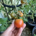 Die allerersten Tomaten der Saison