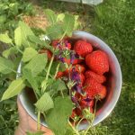 Frisch gepflückte Zutaten für die Erdbeerbowle