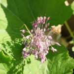 Blütenstand Kieler Lauch