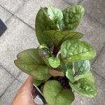 Der vergessene Malerbaspinat