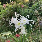 Die graziöse Ismene ist die prächtigste Blume in meinen Beeten