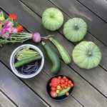 Ernte mit ganz viel Zucchini