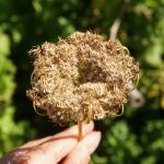 Samenstand der Karotte Manpakuji im Balkongarten