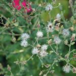 Die weißen Puschel der Salatpflanze