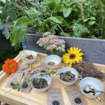 Die gesammelten und getrockneten Blumensamen werden eingetütet.