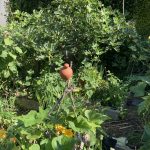 Der Feigenbaum im Küchengarten