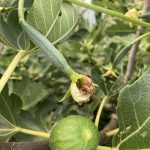 Beide noch unreif: Feige und Luffa