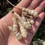 Crosne Wurzel Knollenziest