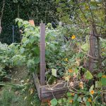 Das Hochbeet mit Andenbeeren im Herbst.