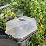 Hier wachsen die Salat Setzlinge geschützt unter einer Haube.