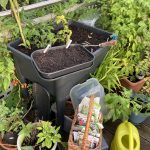 Aussaat Winter Salat Anfang September