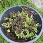 In diesem Baukübel wachsen verschiedene Wintersalate.