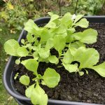 Selbst ausgesäte Endivien Setzlinge im November.