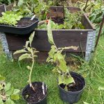 Auberginen aus dem Hochbeet werden zurück getopft.