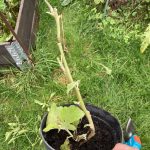 Für das Winterquartier nackig gemachte Aubergine.