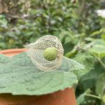 Skelettierte Andenbeere.