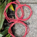 Rote Hartriegel Ringe aus frisch geschnittenen Zweigen.