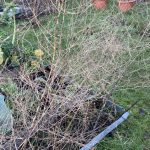 Eingetrocknete Spargelpflanzen.