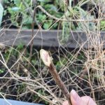 Ja, die Stängel sind eingetrocknet.