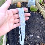 Saatband Rettich und Gemüsemalve