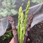 Grüner und purpurner Spargel aus dem Gemüsebeet.