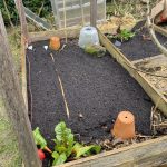 Aussaat ins Hochbeet im Februar.