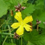 Die männliche Blüte des Luffa