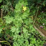 Luffa Pflanze im Gemüsebeet - leider nicht erfolgreich.