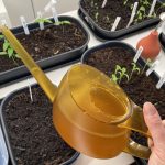 Wurmtee als Dünger mit Mehrwert für Setzlinge.