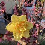 Die Narzisse "Tahiti" ist einer meiner Favoriten.