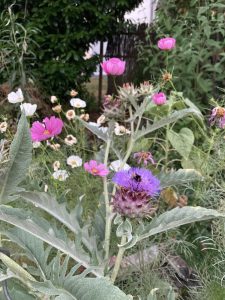 Cardy im Sandkasten Blumenbeet