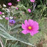 Schmuckkörbchen im Blütenbeet