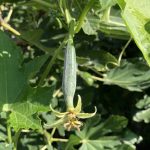 Der - weibliche - Fruchtansatz des Luffa