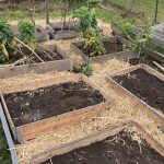 Gemüsebeet Struktur