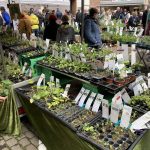 Pflanzenmarkt Edenkoben