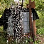 Wasser am Tomatenunterstand